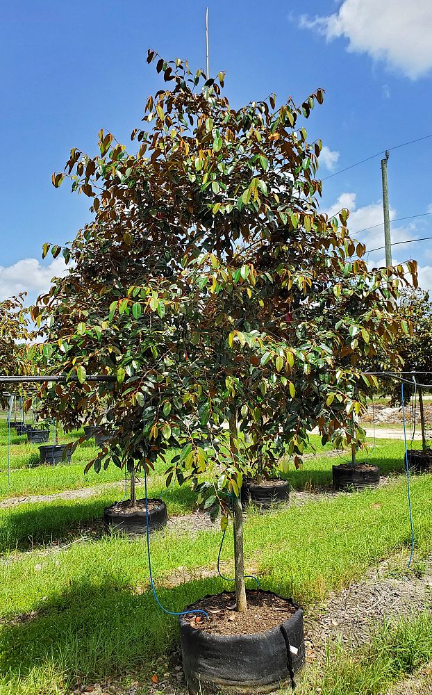 chrysophyllum-oliviforme-satin-leaf-tree