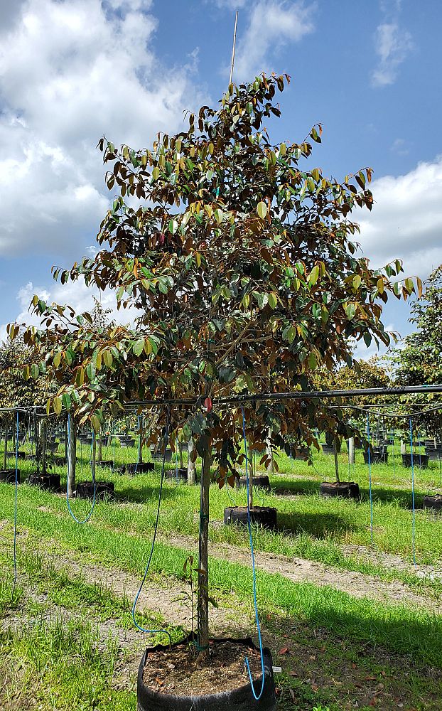 chrysophyllum-oliviforme-satin-leaf-tree