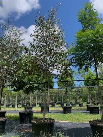 chrysophyllum-oliviforme-satin-leaf-tree