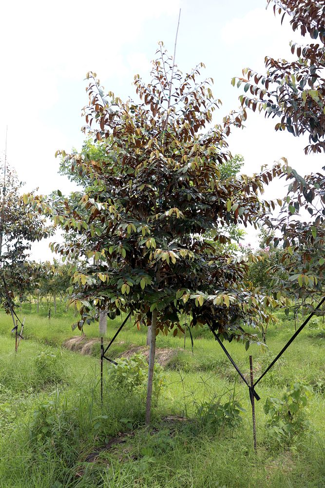 chrysophyllum-oliviforme-satin-leaf-tree