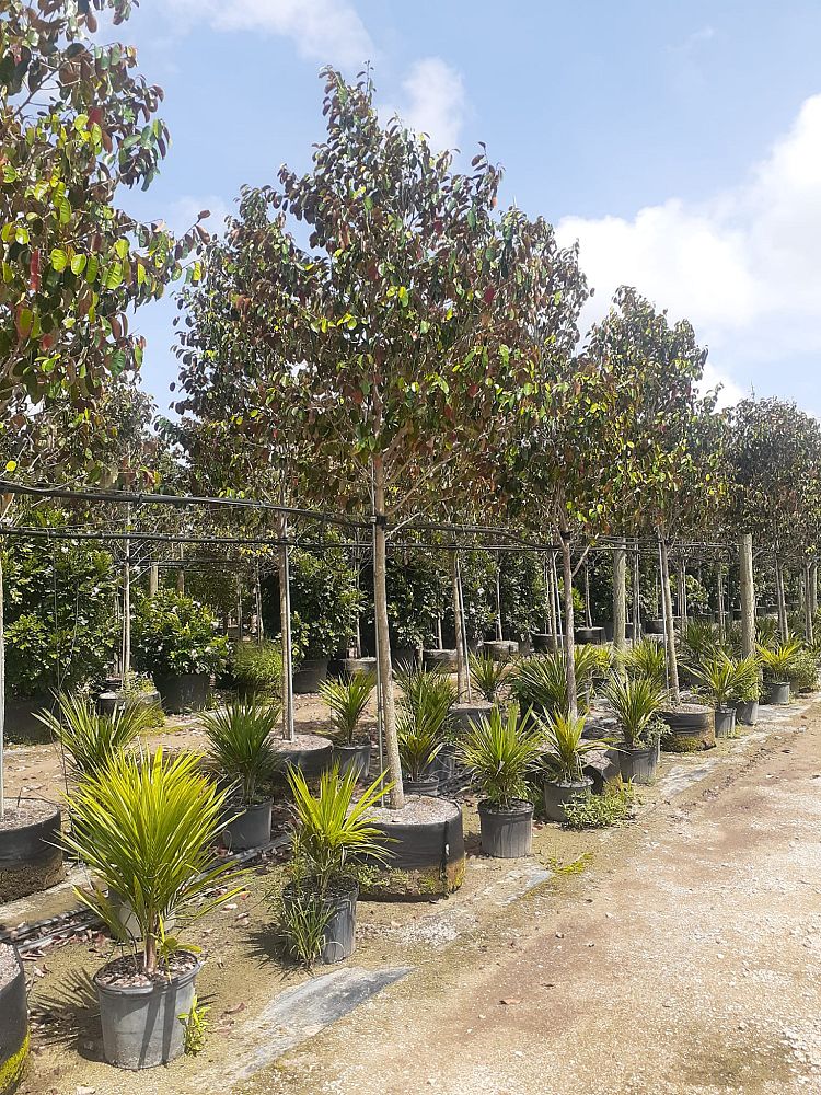 chrysophyllum-oliviforme-satin-leaf-tree