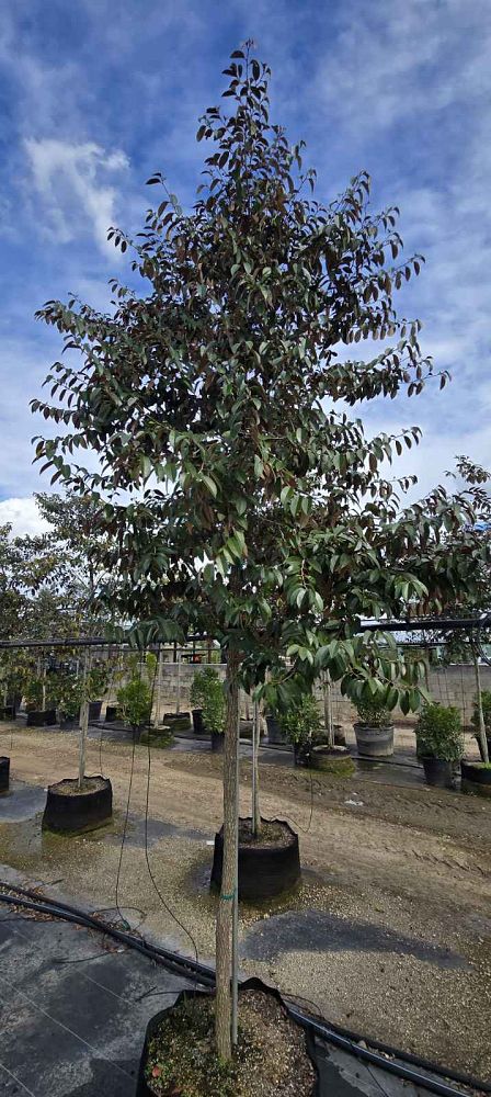 chrysophyllum-oliviforme-satin-leaf-tree