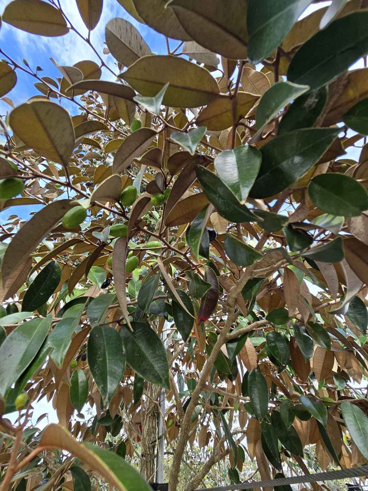 chrysophyllum-oliviforme-satin-leaf-tree