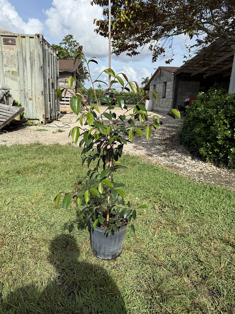 chrysophyllum-oliviforme-satin-leaf-tree