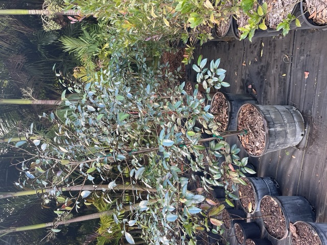 chrysophyllum-oliviforme-satin-leaf-tree