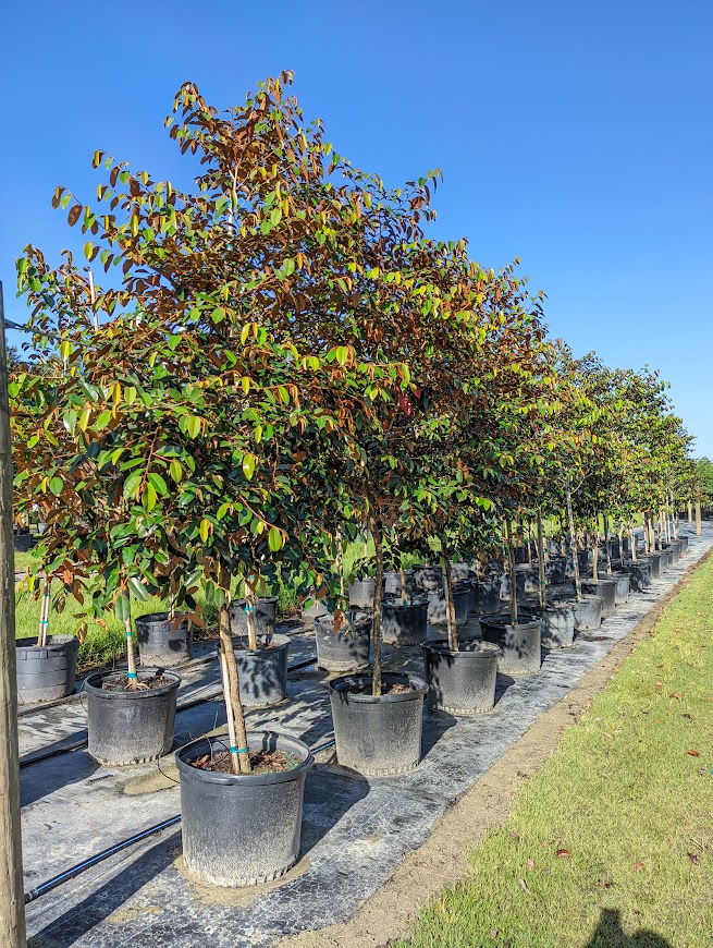 chrysophyllum-oliviforme-satin-leaf-tree