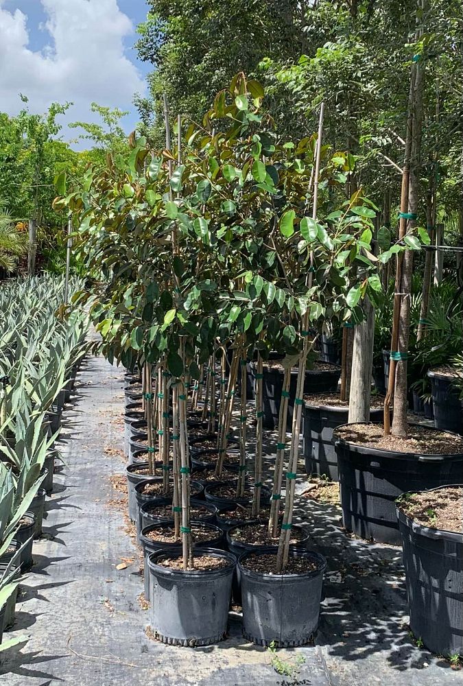 chrysophyllum-oliviforme-satin-leaf-tree