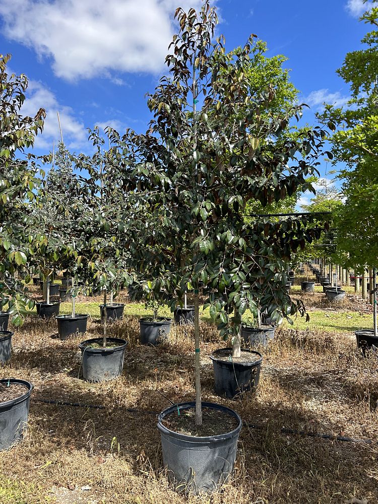 chrysophyllum-oliviforme-satin-leaf-tree