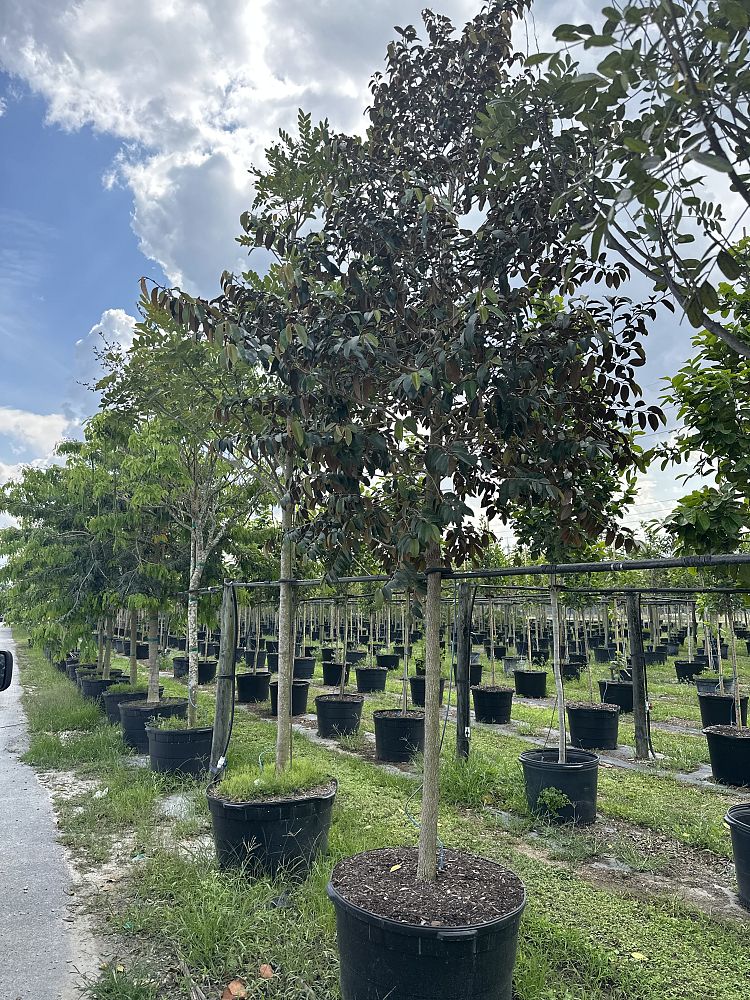 chrysophyllum-oliviforme-satin-leaf-tree