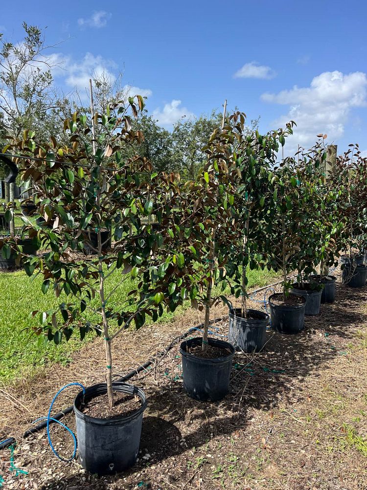 chrysophyllum-oliviforme-satin-leaf-tree