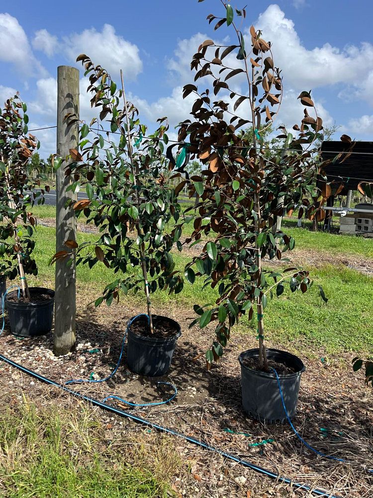 chrysophyllum-oliviforme-satin-leaf-tree