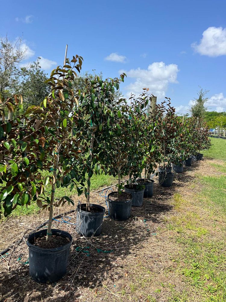 chrysophyllum-oliviforme-satin-leaf-tree