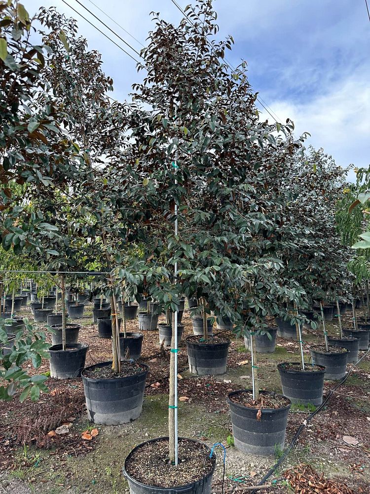 chrysophyllum-oliviforme-satin-leaf-tree