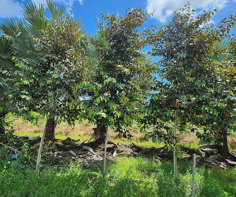 chrysophyllum-oliviforme-satin-leaf-tree