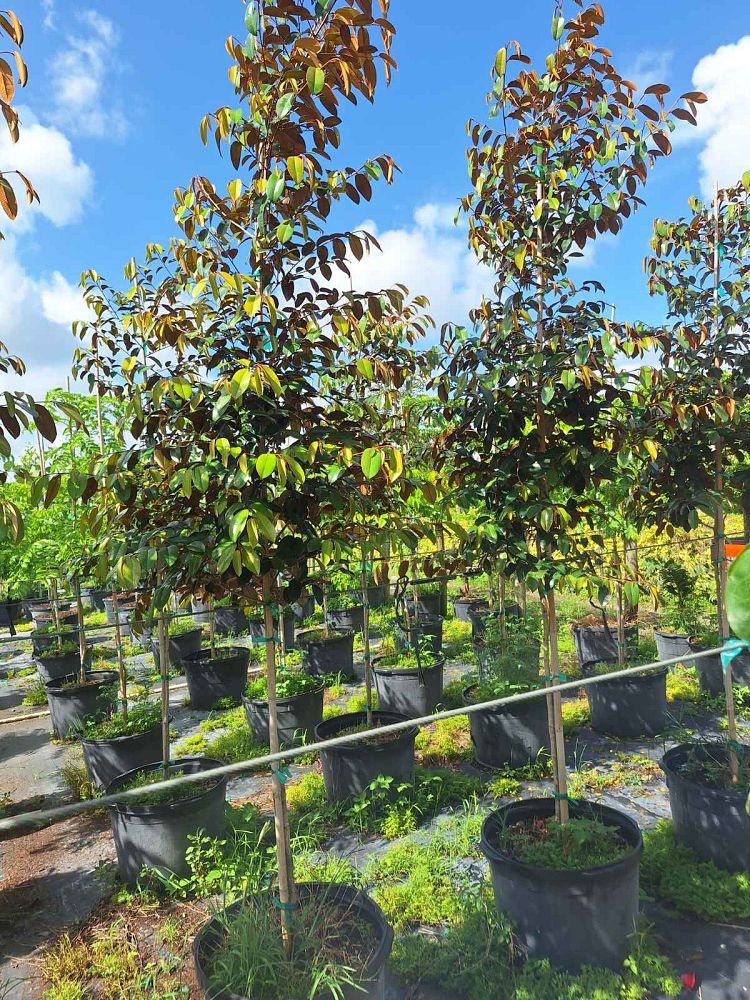 chrysophyllum-oliviforme-satin-leaf-tree
