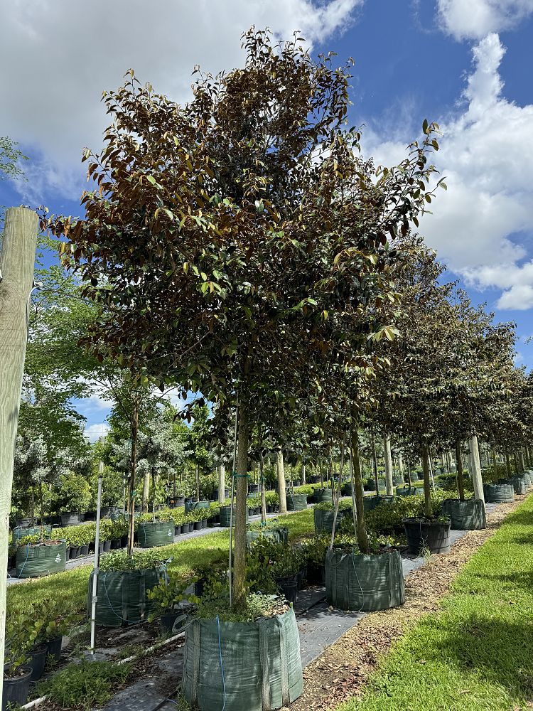 chrysophyllum-oliviforme-satin-leaf-tree