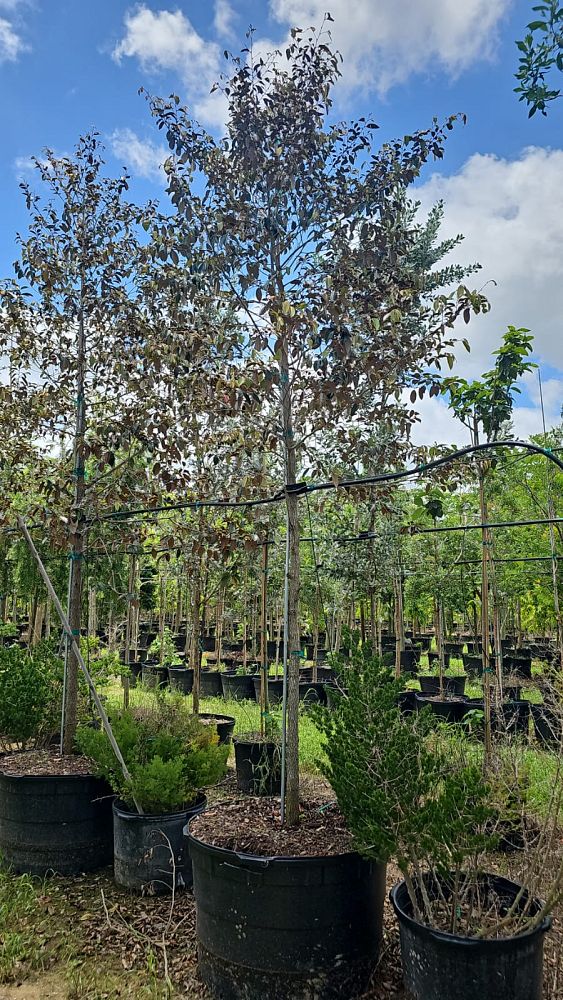 chrysophyllum-oliviforme-satin-leaf-tree