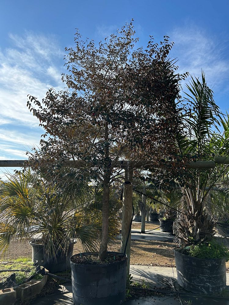 chrysophyllum-oliviforme-satin-leaf-tree
