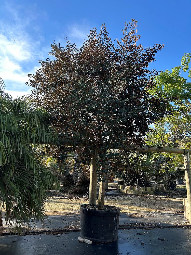 chrysophyllum-oliviforme-satin-leaf-tree