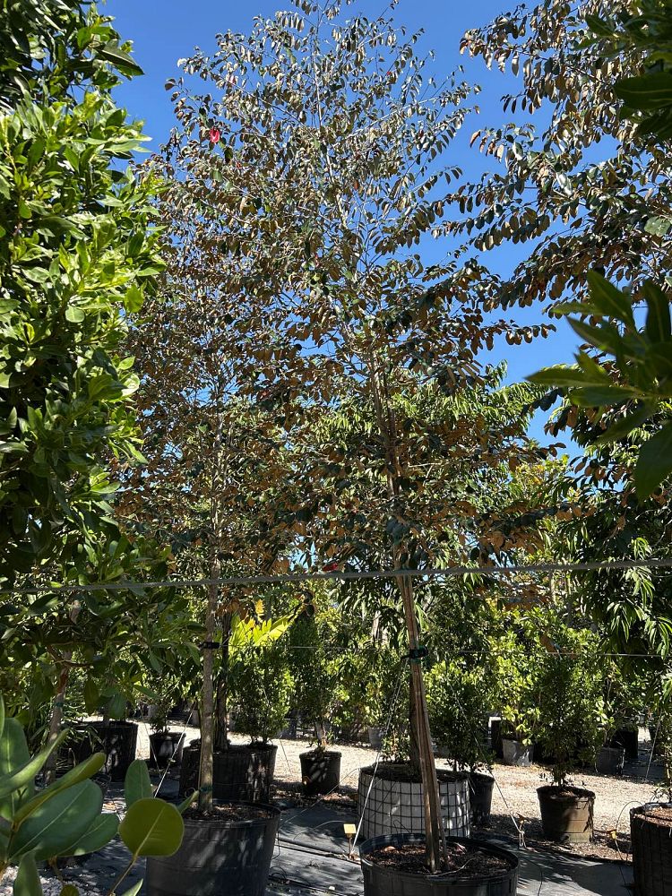 chrysophyllum-oliviforme-satin-leaf-tree