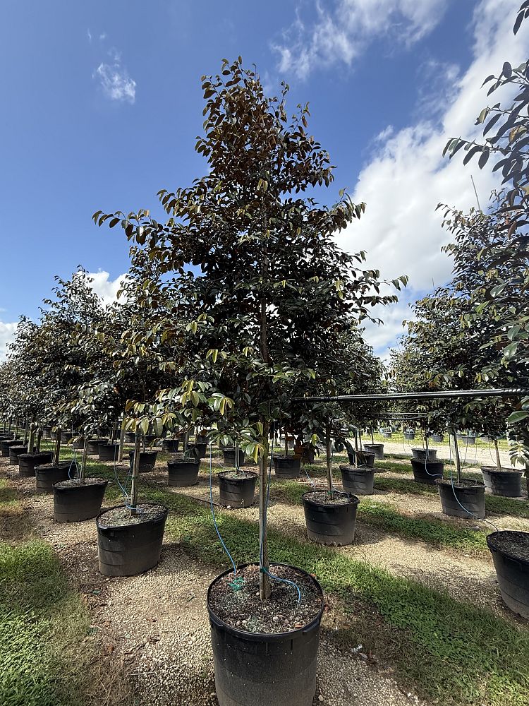 chrysophyllum-oliviforme-satin-leaf-tree