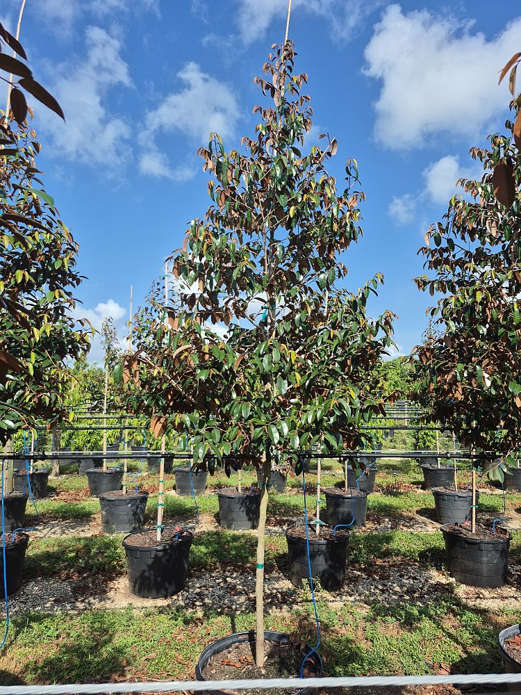 chrysophyllum-oliviforme-satin-leaf-tree