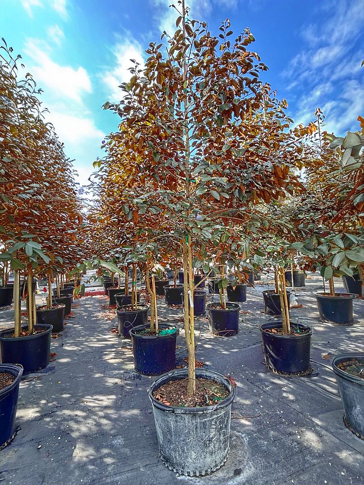 chrysophyllum-oliviforme-satin-leaf-tree