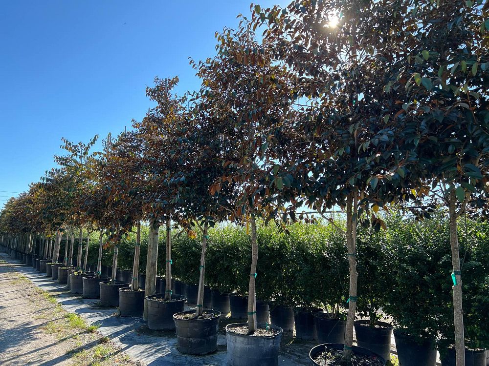 chrysophyllum-oliviforme-satin-leaf-tree