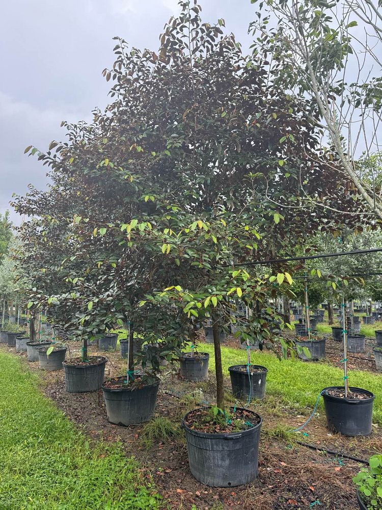 chrysophyllum-oliviforme-satin-leaf-tree