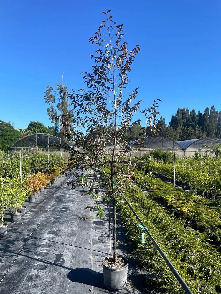 chrysophyllum-oliviforme-satin-leaf-tree