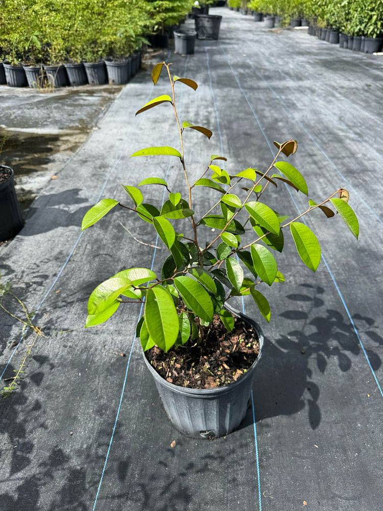 chrysophyllum-oliviforme-satin-leaf-tree