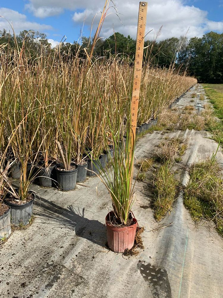 chrysopogon-zizanioides-khus-khus-vetiver-root