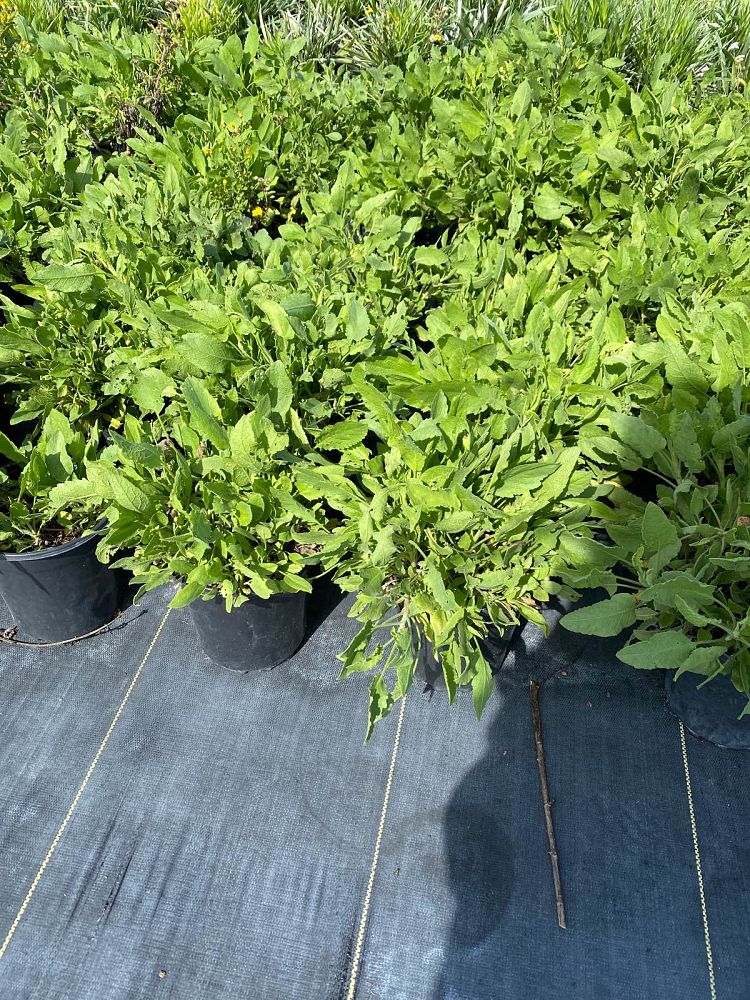 chrysopsis-floridana-florida-goldenaster