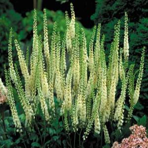 cimicifuga-racemosa-black-cohosh-bugbane