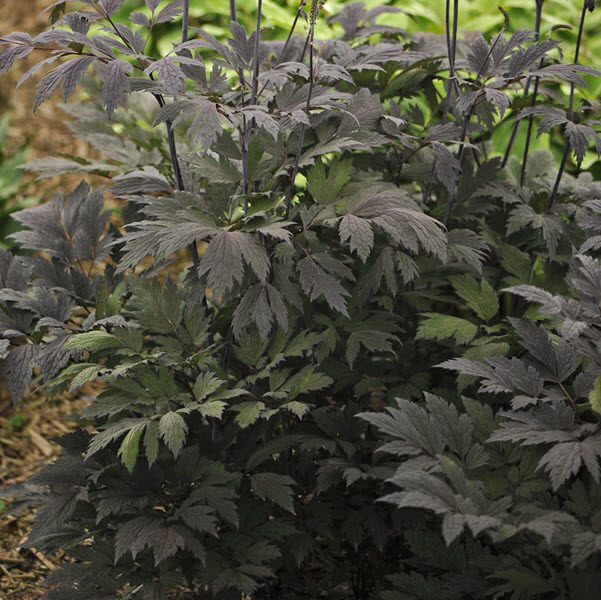 cimicifuga-racemosa-chocoholic-black-cohosh-bugbane