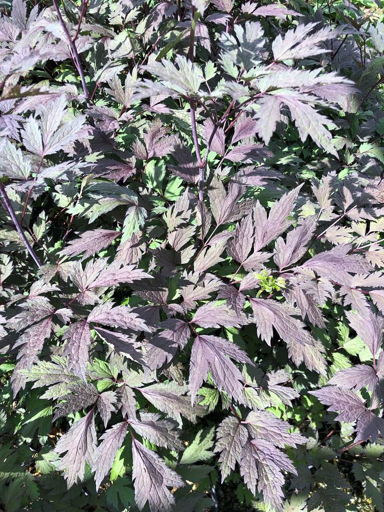 cimicifuga-racemosa-chocoholic-black-cohosh-bugbane