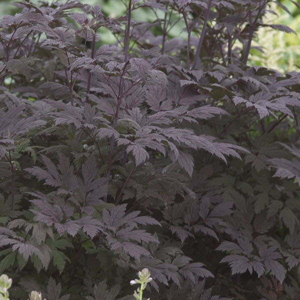 cimicifuga-racemosa-hillside-black-beauty-black-cohosh-bugbane
