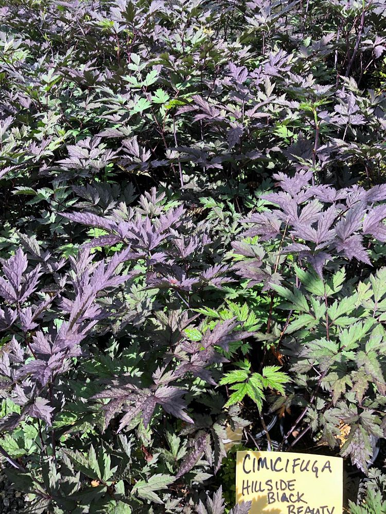 cimicifuga-racemosa-hillside-black-beauty-black-cohosh-bugbane