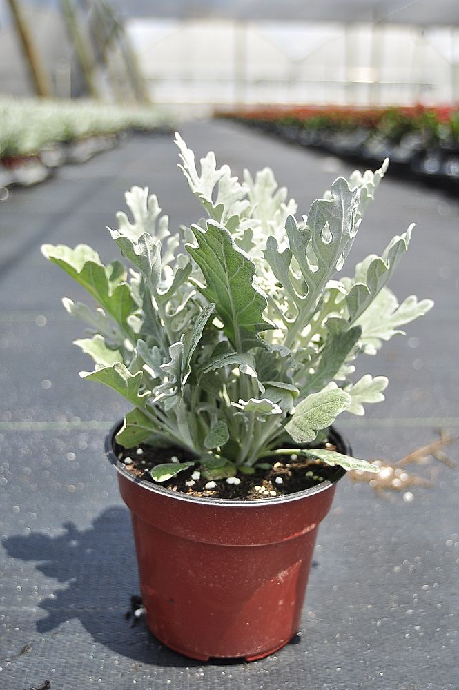 cinerraria-maritima-silverdust-dusty-miller