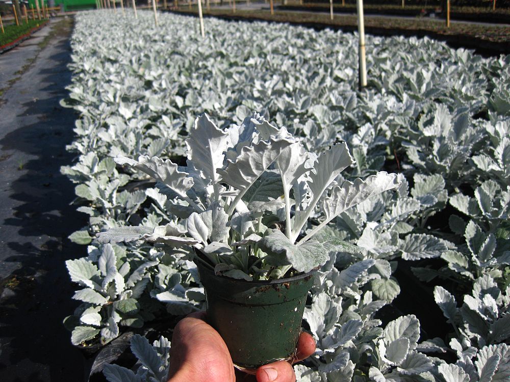 cinerraria-maritima-silverdust-dusty-miller