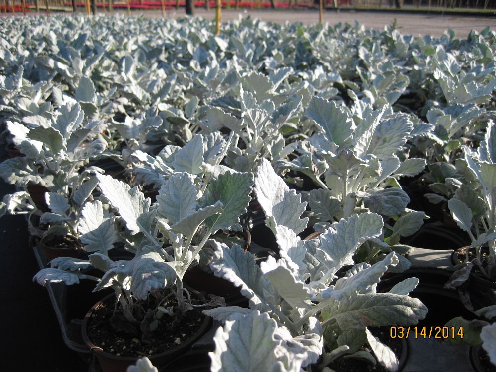 cinerraria-maritima-silverdust-dusty-miller