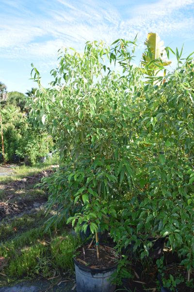 cinnamomum-camphora-camphor-tree
