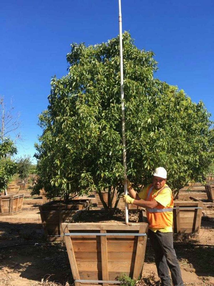 cinnamomum-camphora-camphor-tree