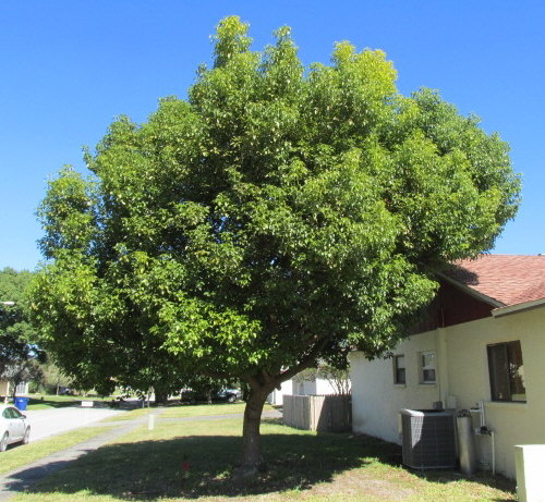 cinnamomum-camphora-camphor-tree