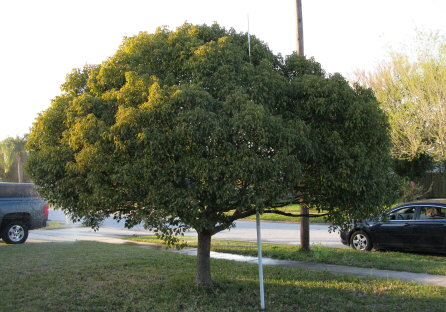 cinnamomum-camphora-camphor-tree