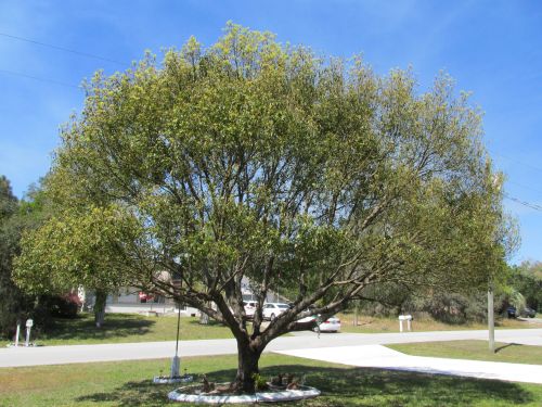 cinnamomum-camphora-camphor-tree