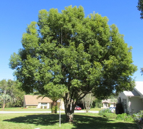 cinnamomum-camphora-camphor-tree