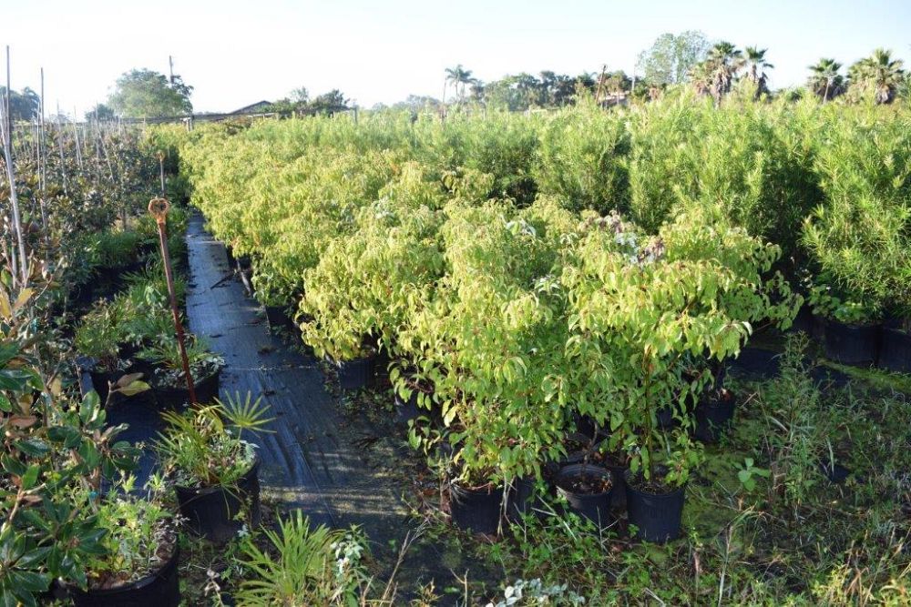 cinnamomum-camphora-camphor-tree