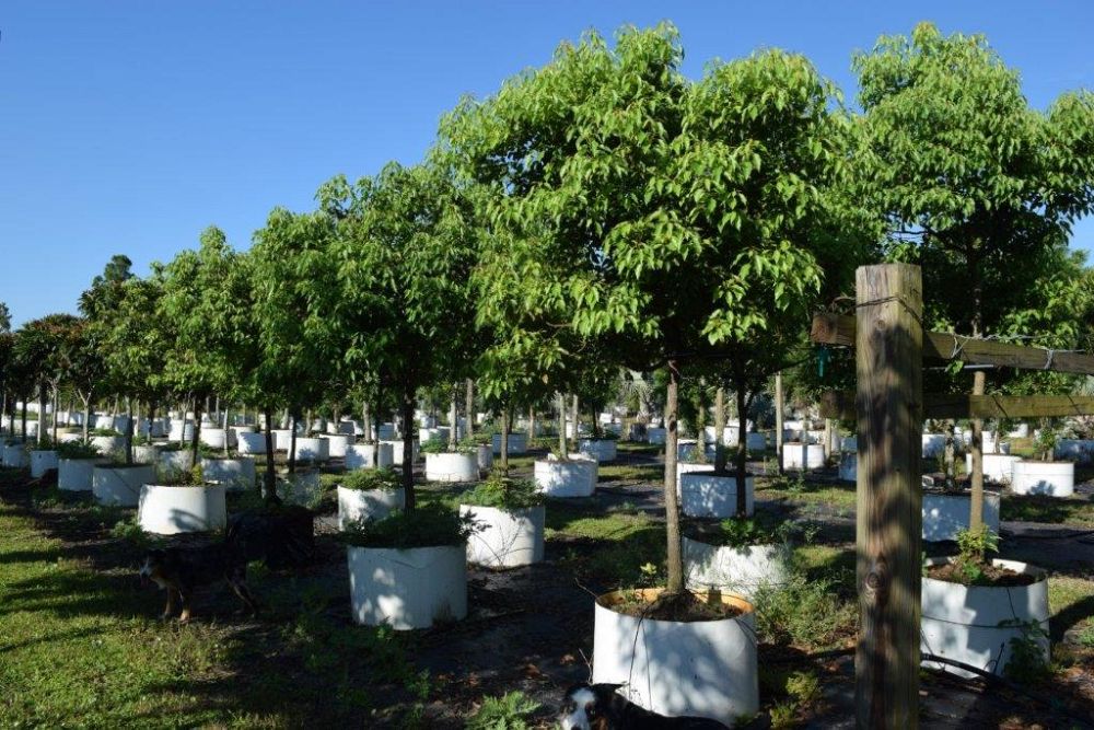 cinnamomum-camphora-camphor-tree