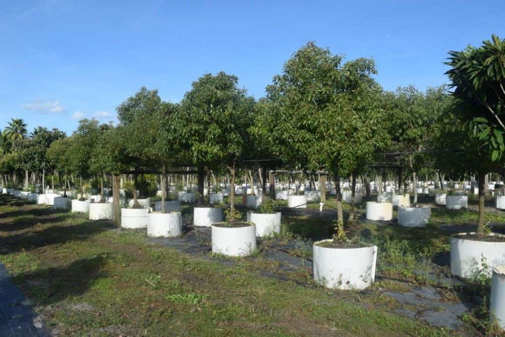 cinnamomum-camphora-camphor-tree